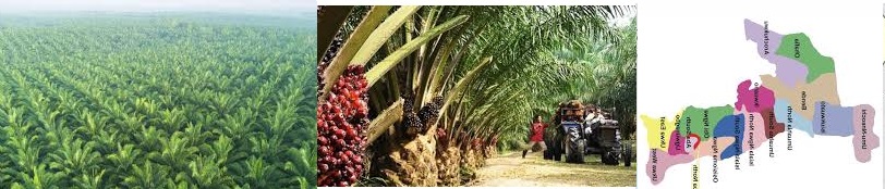 Why Not a Free Copy of Abia State Palm Plantation Business Plan
