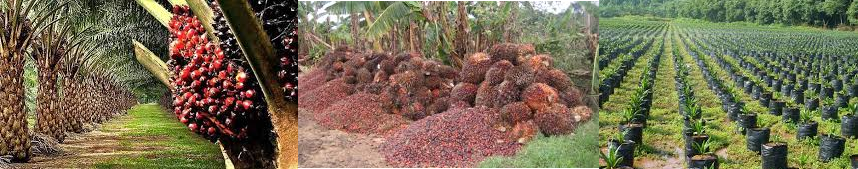 This is Rivers State Communities Palm Oil Plantation Business Plan