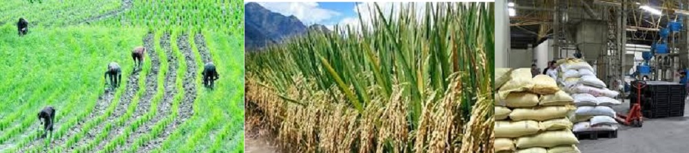 All You need to Know about Rice farming & Processing business plan in Nigeria?