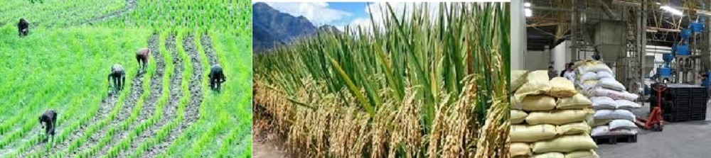 business plan for rice farming in nigeria