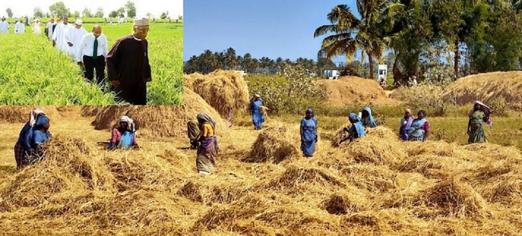 Community Rice Farming: Why not ask for this Kebbi State Community Rice farming Business Plan?