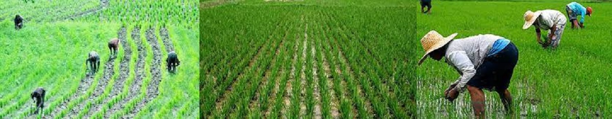 Rice Plantation: This is how rice is grown in Nigeria