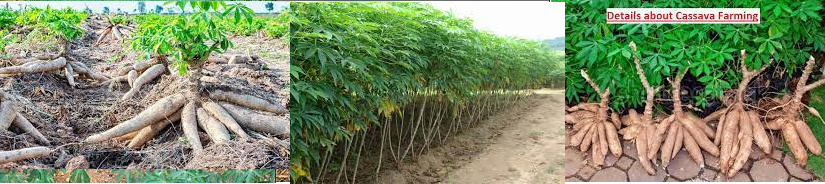 Cassava Plantation: This is Imo state community Business Plan