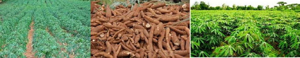Cassava growing business: Do you need the business tips?