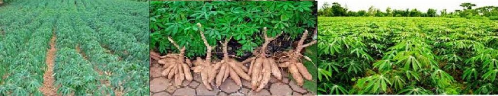 Cassava Plantation & Processing: This is the Edo State Community Business Plan
