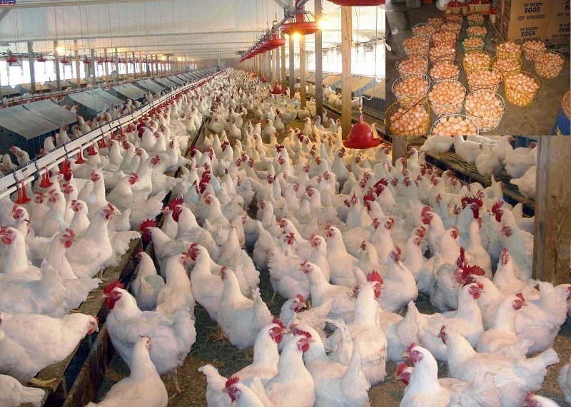 Poultry Farming in Nigeria: Poultry Farming free Business Plan Template