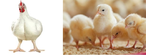 POULTRY FARM BUSINESS OVERVIEW: MOST COMMON MISTAKES BROILER FARMERS MAKE