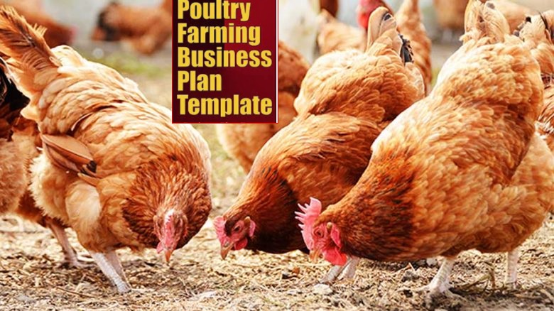 Modern Poultry Farmers:  Business Plan Templates