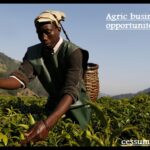 Write extensively business opportunities in the Agric business