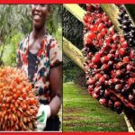 write extensively business opportunities in the palm oil business