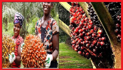 write extensively business opportunities in the palm oil business