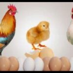 write extensively business opportunities in the poultry industry