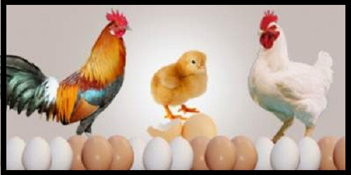 write extensively business opportunities in the poultry industry