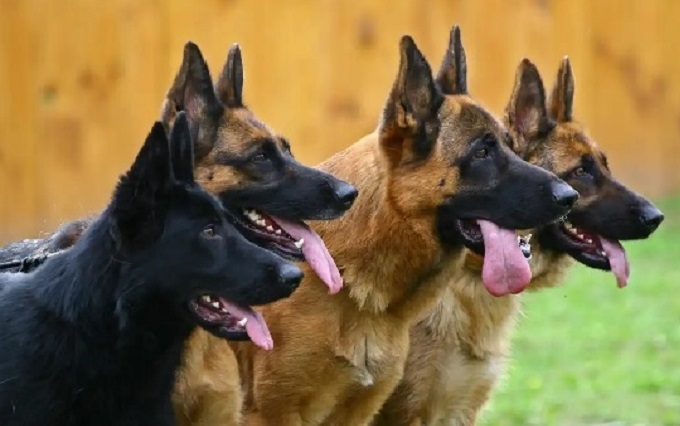 Types of Security Dogs in Nigeria