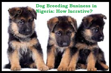 Dog Breeding Business in Nigeria: How lucrative?