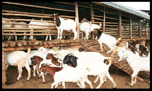 Profitable Goat Farming Business Plan in Nigeria - Copy