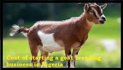 Cost of starting a goat breeding business in Nigeria