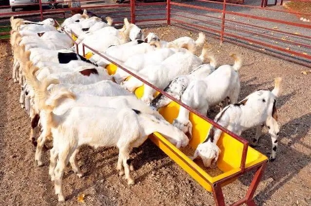 Starting a Profitable Goat Farming Business in Nigeria: