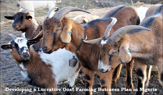 Developing a Lucrative Goat Farming Business Plan in Nigeria