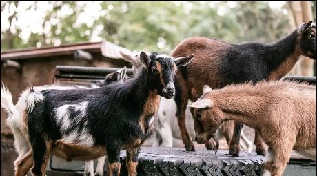 What are the popular five breeds of goat in Nigeria?