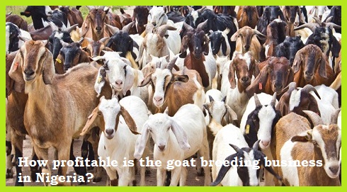 How profitable is the goat breeding business in Nigeria?