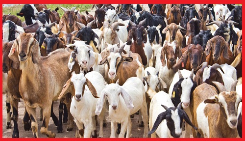 Profitable Goat Farming Business Plan in Nigeria