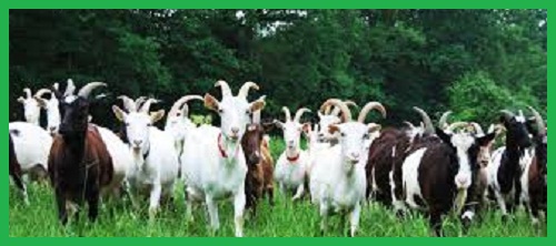 Crafting a Profitable Goat Farming Business Plan for Success in Nigeria