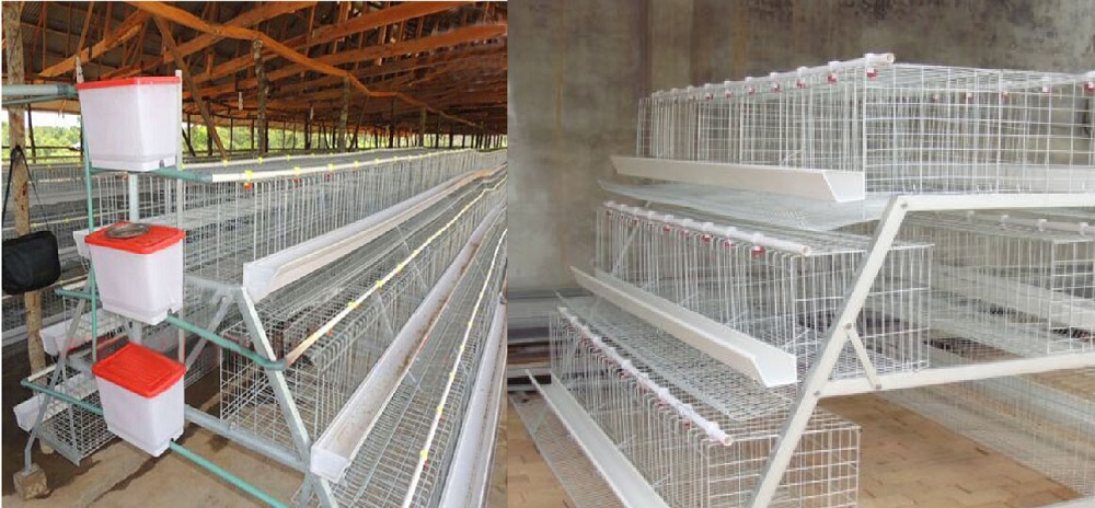 10 Profitable poultry farming Businesses to Start in Nigeria