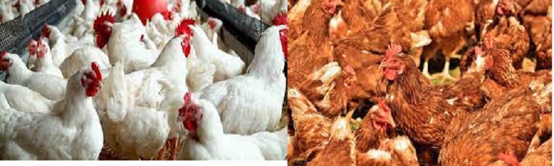 10 Profitable poultry farming Businesses to Start in Nigeria